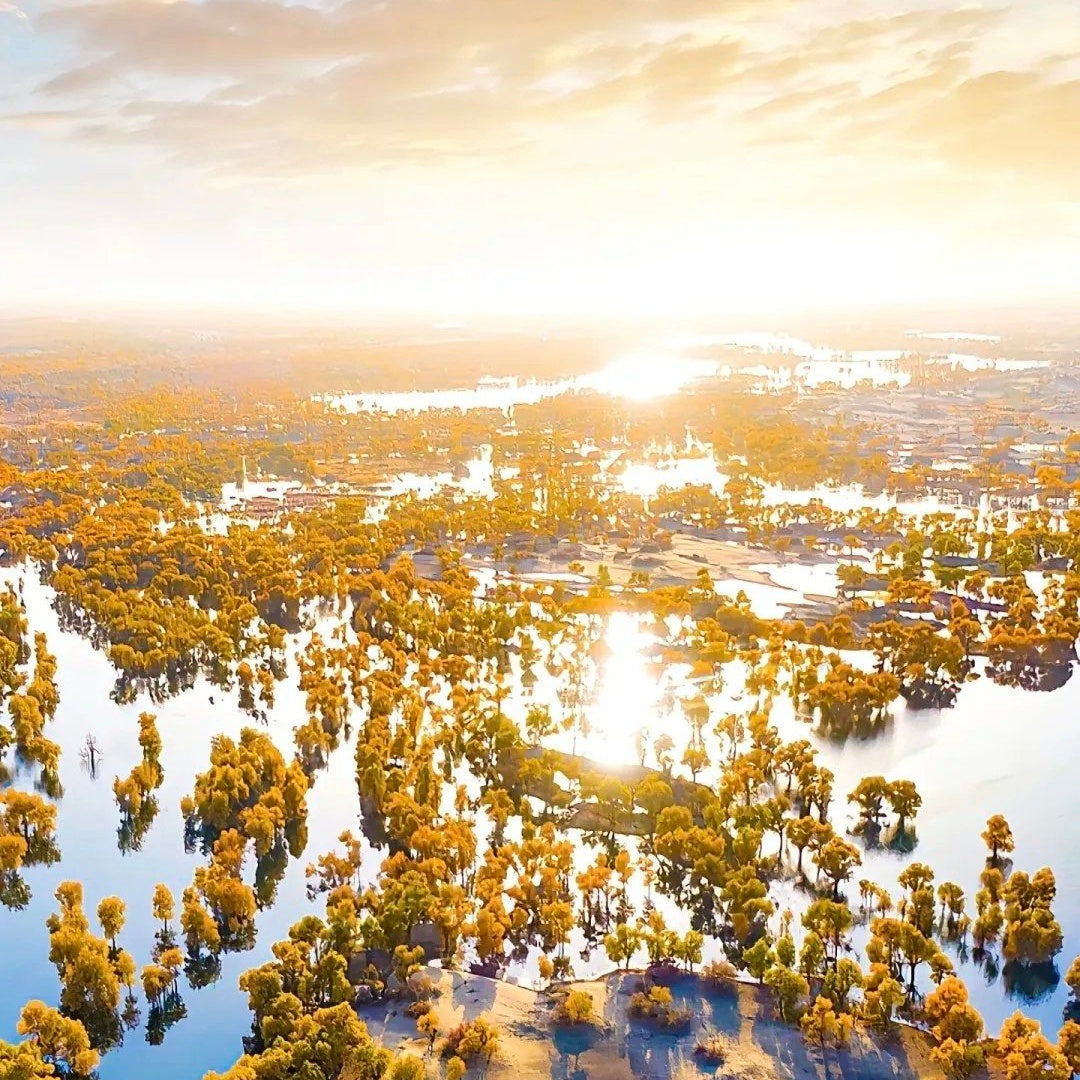 Tarim Populus euphratica forest