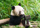 Chengdu + Qingcheng Mountain + Dujiangyan + Sanxingdui Museum3Day 2Night Private Tour