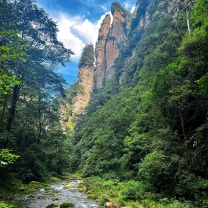 National Forest Park