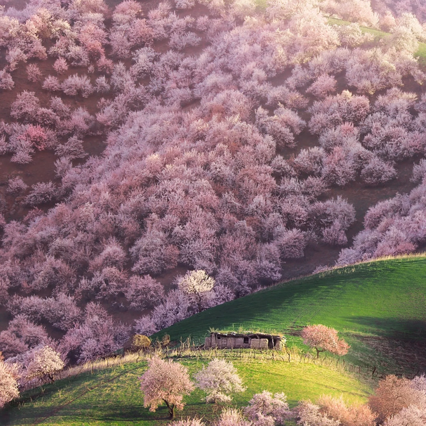 Ili river valley