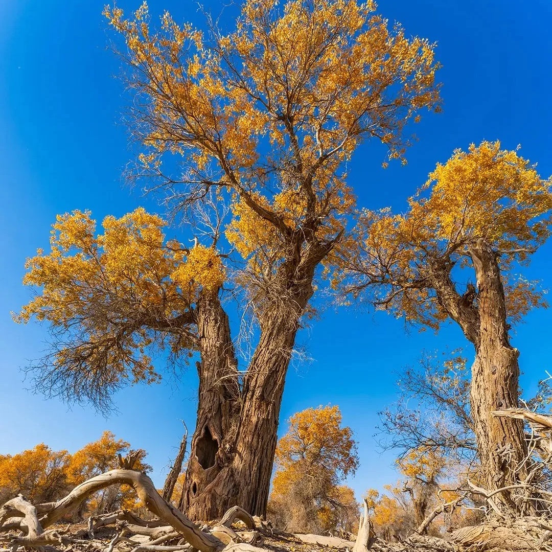 Tarim Populus euphratica forest