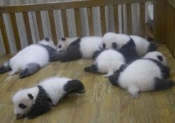 Chengdu Panda Base + Sanxingdui Museum 4Day 3Night Private Tour