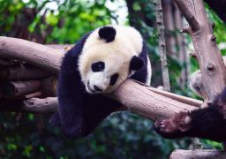 Chengdu Panda Base + Sanxingdui Museum 4Day 3Night Private Tour