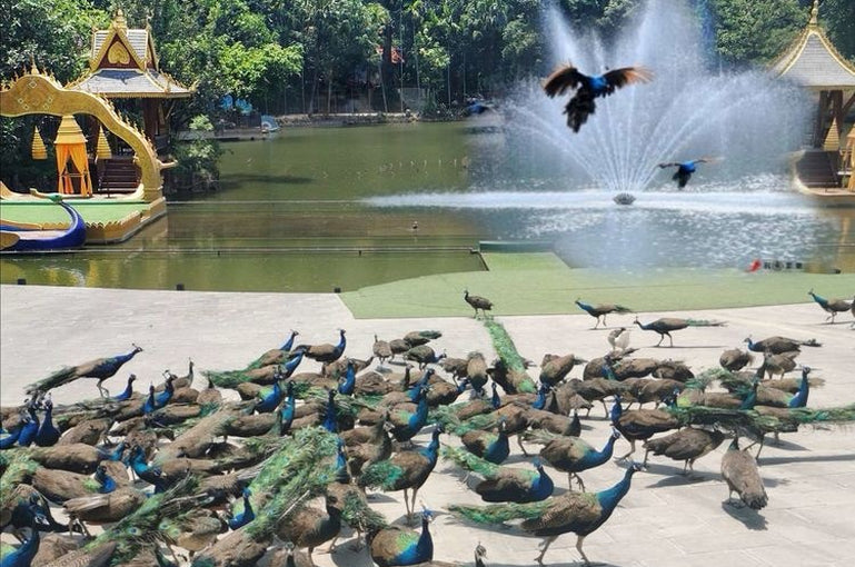 Lijiang + Jade Dragon Snow Mountain + Shangri-La + Xishuangbanna8-Day 7-Night Private Tour