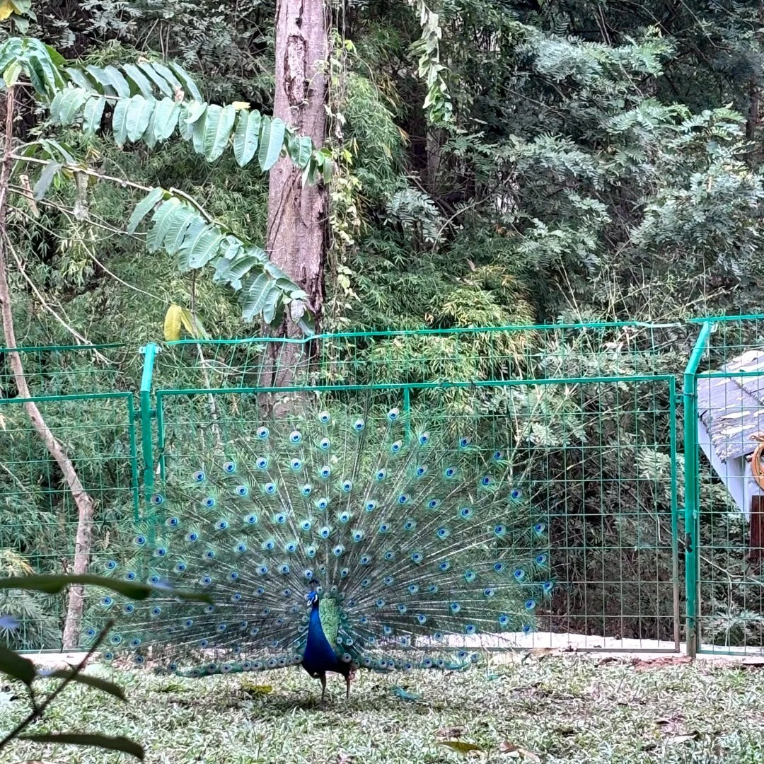原始林公園