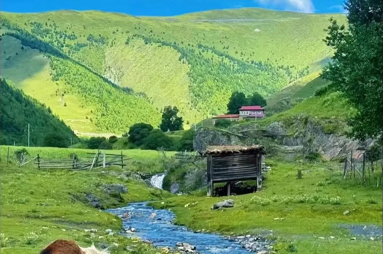 Lijiang + Jade Dragon Snow Mountain + Shangri-La + Xishuangbanna8-Day 7-Night Private Tour