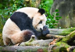 Chengdu + Qingcheng Mountain + Dujiangyan + Sanxingdui Museum3Day 2Night Private Tour