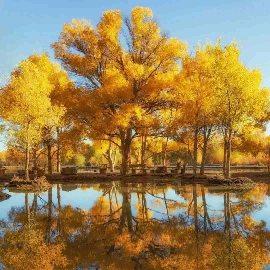 Tarim Populus euphratica forest