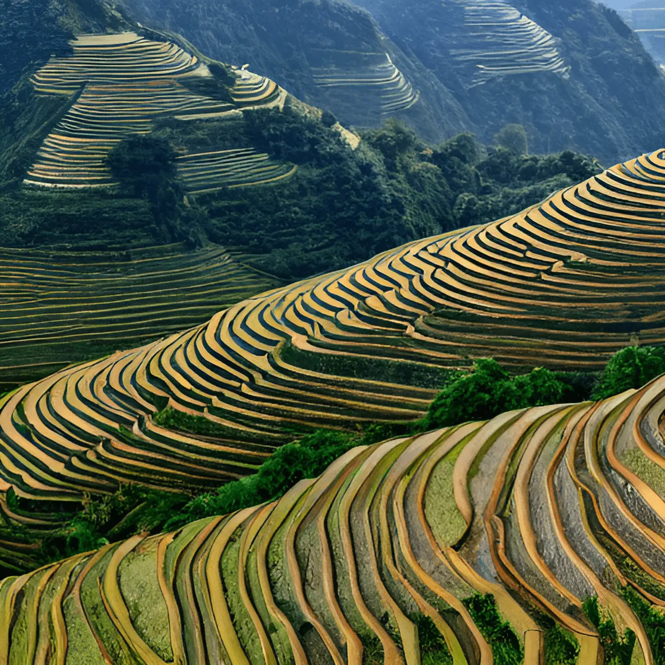 Longji terrace