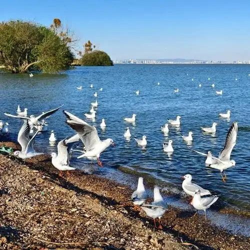 Dian Lake