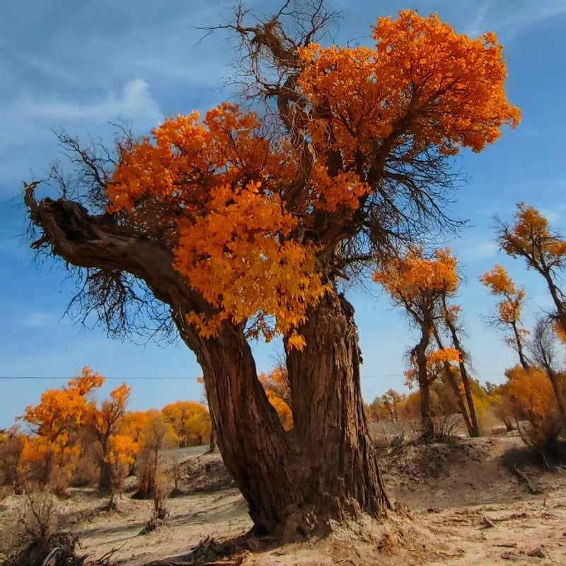 Tarim Populus euphratica forest