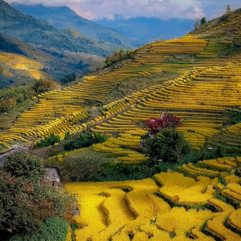 Longji terrace