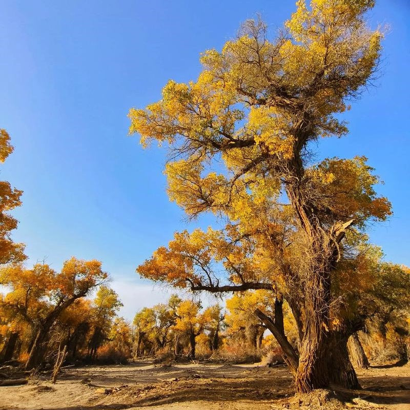 Tarim Populus euphratica forest